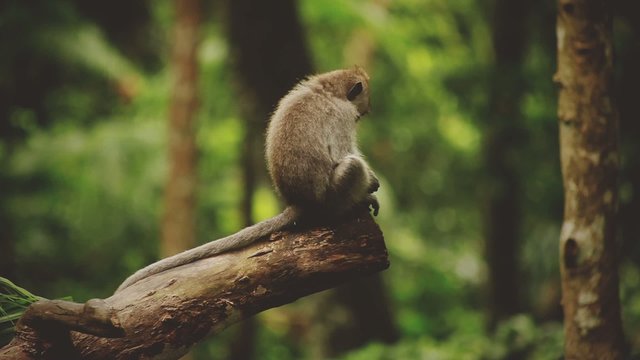 Monkey in rain forest.