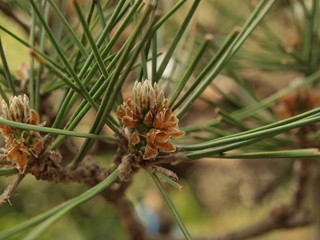 pine