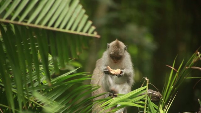 Monkey in rain forest.