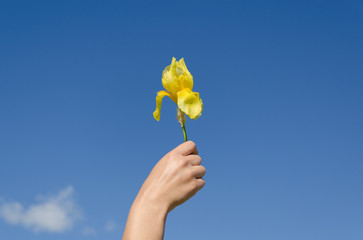 hand hold yellow iris flower bloom on blue sky