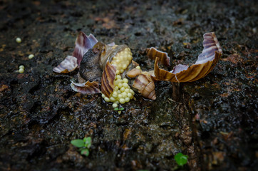 Snail was kill by human