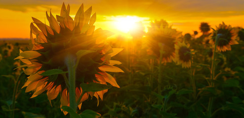 Towards the Sun
