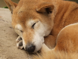 shiba inu