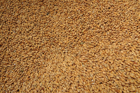 barleycorn background