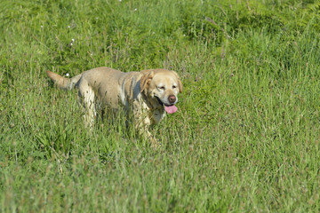 Nice Labrador retriever in the meadow