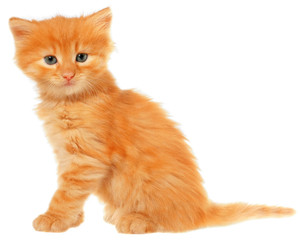 Orange kitten sitting isolated