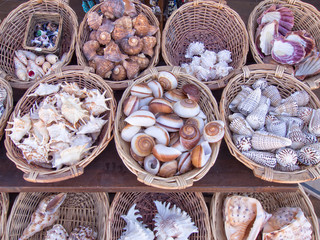 Sea shells