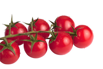 Tomato branch with water drops isolated on white background
