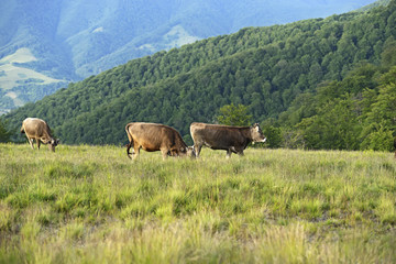 Fototapeta na wymiar Carpathian cow