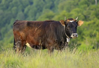 Carpathian cow