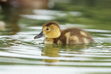 Common Pochard, Pochard, Aythya ferina