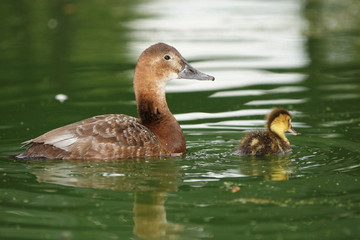 Common Pochard, Aythya ferina
