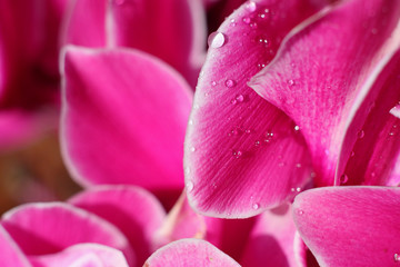close-up of a pink ciclamino