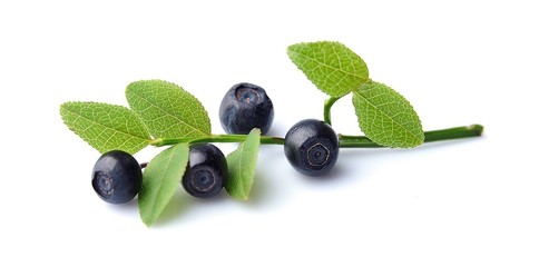 Blueberries with leaves on white background