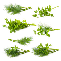 Parsley and dill isolated on white background