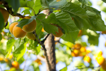 Apricot tree branch.