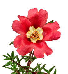 Red flower portulaca isolated on white background