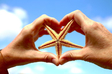 Starfish in hands