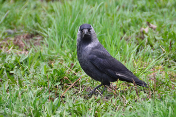 Fototapeta premium Галка (лат. Corvus monedula)