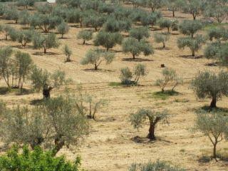 olivar