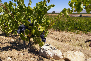 Weinbau Libanon
