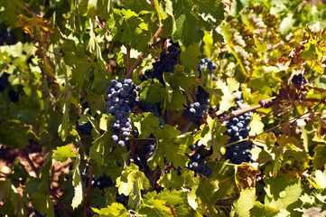 Weinbau Libanon