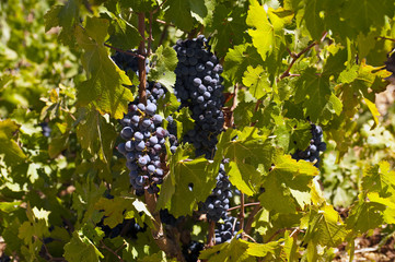 Weinbau Libanon
