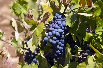 Weinbau Libanon