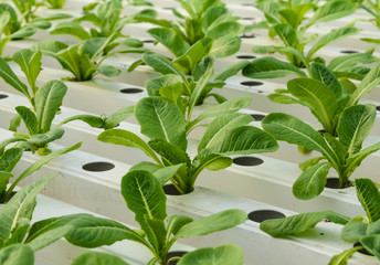 Obraz na płótnie Canvas Romaine lettuce plantation in Hydroponics system