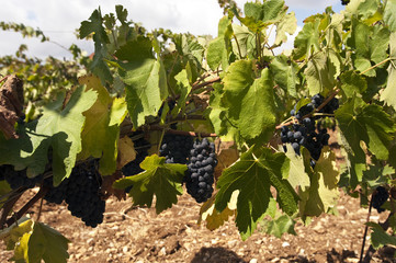 Weinbau Libanon