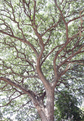 Branches of trees.