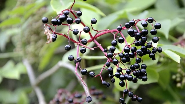 Sambucus Bez Holunder Бузина Sambuco Fl&auml;dersl&auml;ktet Sureau
