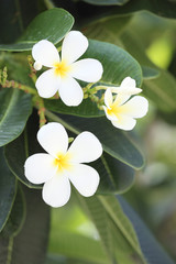 Fototapeta premium white plumeria or frangipani flower.