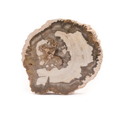Petrified wood Madagascar isolated on white background