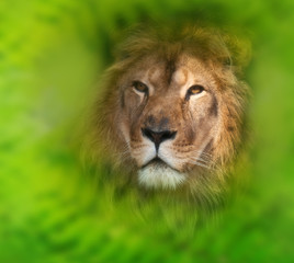 lion hiding in the grass