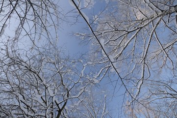 Obraz premium Winter forest