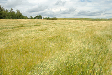 Obraz premium grain on wind