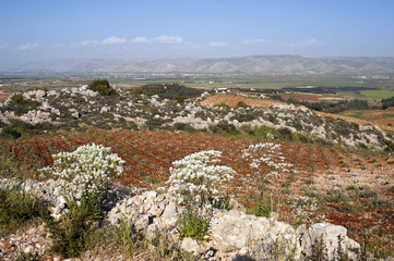 Fototapeta na wymiar Weinbau Libanon