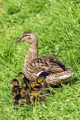 mother duck and ducklings in the grass