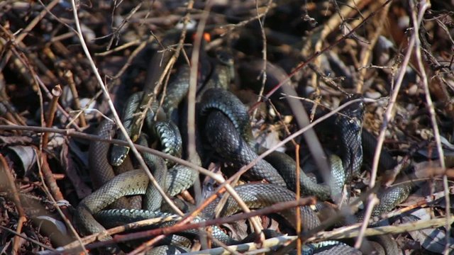 Grass Snakes resting in the warmth