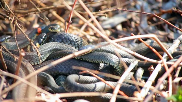 Grass Snakes resting in the warmth