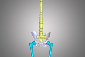 back spine with hip