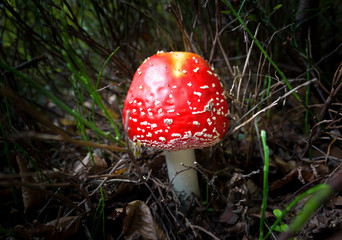 red toadstool