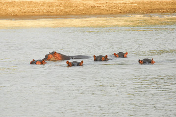 Hippos, North Lwanga National Park (Zambia)