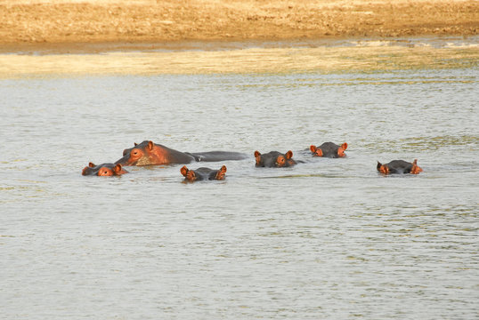 Fototapeta Hippos, North Lwanga National Park (Zambia)