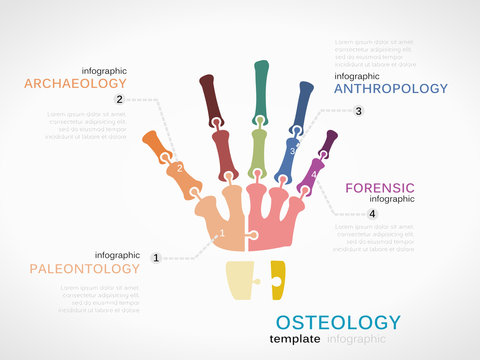 Osteology concept infographic template with skeleton