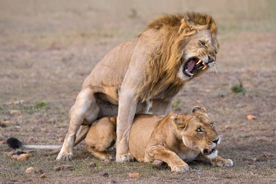 L&ouml;wen Paarung - Animal instinct