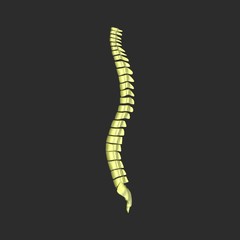 backbone