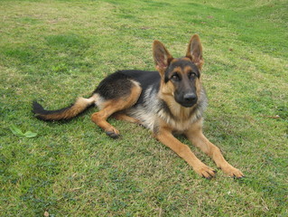 Cão Pastor