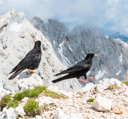 Pair of alpine choughs